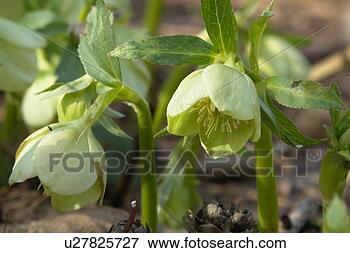 Picture - wiesen, felder, 
berne, blooms, 
blumenrfarben, 
botany, colored. 
fotosearch - search 
stock photos, 
pictures, images, 
and photo clipart