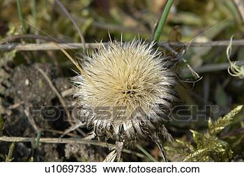 Stock Image - wiesen, stich, 
spitzig, felder, 
berne, blooms, 
blumenrfarben. 
fotosearch - search 
stock photos, 
pictures, images, 
and photo clipart