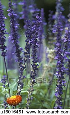 Stock Photography - wiesenblume, gartenblume, 
bluetenmeer, andreas, 
bloom, blossom. 
fotosearch - search 
stock photos, 
pictures, images, 
and photo clipart