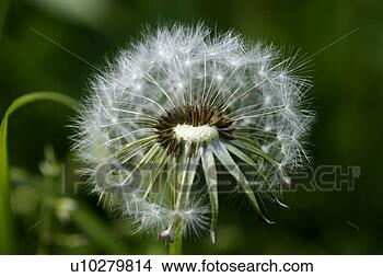 Stock Photo - wiesenblume, saeublume, 
adligenswil, blur, 
blurred, dandelion, 
flower. fotosearch 
- search stock 
photos, pictures, 
images, and photo 
clipart