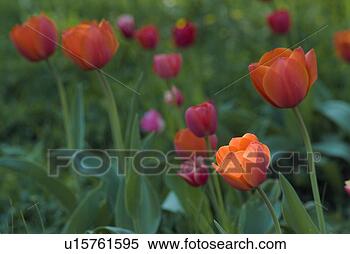 Stock Image - flora, fruehlingsblumen, 
spring, tulips, 
tulpenbeet, spring, 
tulip. fotosearch 
- search stock 
photos, pictures, 
images, and photo 
clipart