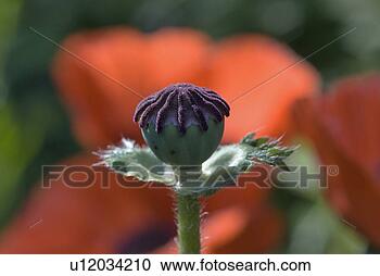 Stock Photography - outdoors, paint, 
flora, pistil, 
postmark. fotosearch 
- search stock 
photos, pictures, 
images, and photo 
clipart