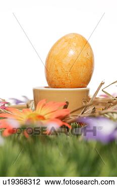 Stock Photo - cup, bloom, close-up, 
close, blossom, 
abloom. fotosearch 
- search stock 
photos, pictures, 
images, and photo 
clipart