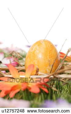 Stock Photo - easter, bloom, 
close-up, close, 
blossom, abloom. 
fotosearch - search 
stock photos, 
pictures, images, 
and photo clipart