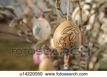 Stock Photography - weide, strauß, 
strauss, anika, 
art, brown. fotosearch 
- search stock 
photos, pictures, 
images, and photo 
clipart