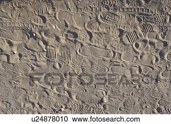 Stock Photography - background, beach, 
beige, bernhard, 
brown, cow. fotosearch 
- search stock 
photos, pictures, 
images, and photo 
clipart