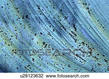 Stock Photo - background, bernhard, 
blue, close, close-up, 
cow. fotosearch 
- search stock 
photos, pictures, 
images, and photo 
clipart