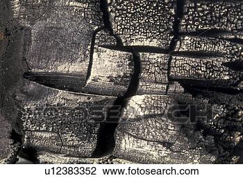 Stock Photo - background, bernhard, 
close, close-up, 
coal, cow. fotosearch 
- search stock 
photos, pictures, 
images, and photo 
clipart