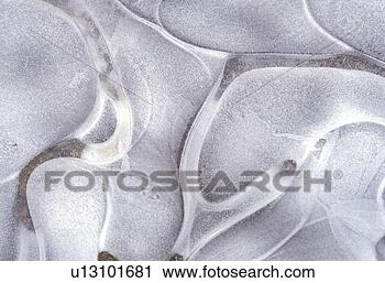 Stock Photography - background, bernhard, 
close, close-up, 
cold, cow. fotosearch 
- search stock 
photos, pictures, 
images, and photo 
clipart