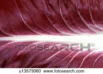 Stock Photography - background, bernhard, 
close, close-up, 
cow. fotosearch 
- search stock 
photos, pictures, 
images, and photo 
clipart