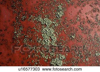 Stock Photo - background, bernhard, 
close, close-up, 
cow. fotosearch 
- search stock 
photos, pictures, 
images, and photo 
clipart