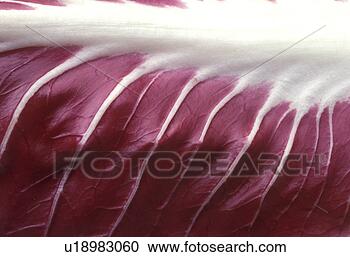 Stock Photography - background, bernhard, 
close, close-up, 
cow. fotosearch 
- search stock 
photos, pictures, 
images, and photo 
clipart