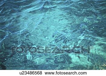 Stock Photo - background, bernhard, 
close, close-up, 
cow. fotosearch 
- search stock 
photos, pictures, 
images, and photo 
clipart