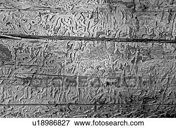 Picture - bahn, austria, 
away, background, 
bark, beetle. 
fotosearch - search 
stock photos, 
pictures, images, 
and photo clipart