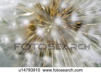 Stock Photography - blowball,  flora, 
 spring,  taraxacum 
officinale,  dandelion, 
 faded. fotosearch 
- search stock 
photos, pictures, 
images, and photo 
clipart