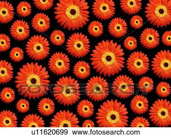 Stock Photograph - close, background, 
bright, beauty, 
beautiful, arrangement. 
fotosearch - search 
stock photos, 
pictures, images, 
and photo clipart
