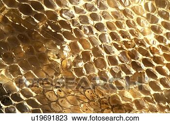 Stock Photo - close, background, 
brown, bernhard, 
beige, animals. 
fotosearch - search 
stock photos, 
pictures, images, 
and photo clipart