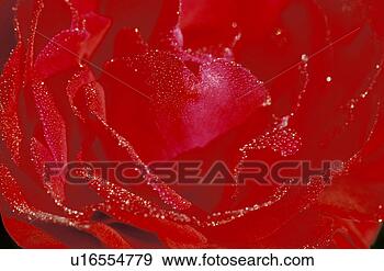 Stock Photograph - close-up, background, 
close, blossom, 
bloom, day, abloom. 
fotosearch - search 
stock photos, 
pictures, images, 
and photo clipart