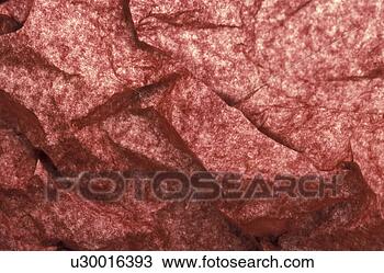Stock Photo - falten, background, 
bernhard, close, 
close-up, cow. 
fotosearch - search 
stock photos, 
pictures, images, 
and photo clipart