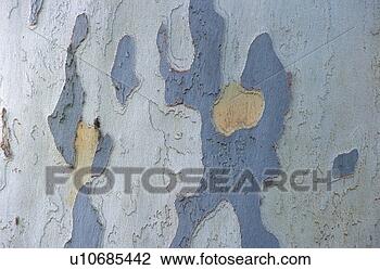 Stock Photo - graphic, austria, 
calf, bark, background 
picture, nature, 
alive. fotosearch 
- search stock 
photos, pictures, 
images, and photo 
clipart
