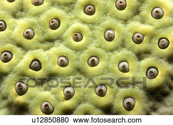 Stock Photography - sporen, background, 
bernhard, close, 
close-up, cow. 
fotosearch - search 
stock photos, 
pictures, images, 
and photo clipart
