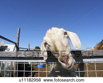 Stock Photo - capra, dupuis, 
day, captivity, 
animals. fotosearch 
- search stock 
photos, pictures, 
images, and photo 
clipart