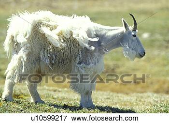 Picture - horntraeger, americanus, 
animals, bergziege. 
fotosearch - search 
stock photos, 
pictures, images, 
and photo clipart