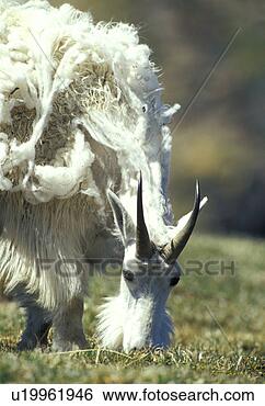 Stock Photo - horntraeger, americanus, 
animals, bergziege, 
bovidae. fotosearch 
- search stock 
photos, pictures, 
images, and photo 
clipart