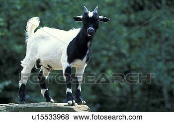 Stock Photo - horntraeger, animals, 
black, bovidae. 
fotosearch - search 
stock photos, 
pictures, images, 
and photo clipart