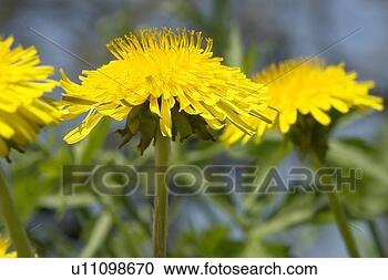 Stock Photography - wiesen, berne, 
blooms, botany, 
burgdorf, dandelion. 
fotosearch - search 
stock photos, 
pictures, images, 
and photo clipart