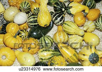 Stock Photo - background, close, 
close-up, cucurbita. 
fotosearch - search 
stock photos, 
pictures, images, 
and photo clipart