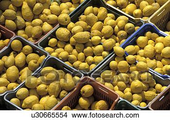 Stock Photo - beauty, citrus, 
close, close-up, 
day, drink, eat. 
fotosearch - search 
stock photos, 
pictures, images, 
and photo clipart