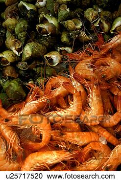Stock Photography - bivalvia, close, 
close-up, crustacea, 
crustacean, crustaceans. 
fotosearch - search 
stock photos, 
pictures, images, 
and photo clipart
