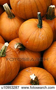 Picture - close, cucurbita, 
close-up, alfred. 
fotosearch - search 
stock photos, 
pictures, images, 
and photo clipart