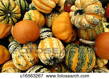 Picture - close, cucurbita, 
close-up, alfred. 
fotosearch - search 
stock photos, 
pictures, images, 
and photo clipart