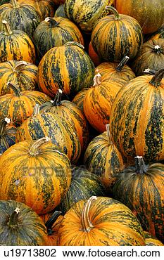 Stock Photo - close, cucurbita, 
close-up, alfred. 
fotosearch - search 
stock photos, 
pictures, images, 
and photo clipart