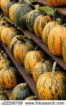 Stock Photo - close, cucurbita, 
close-up, alfred. 
fotosearch - search 
stock photos, 
pictures, images, 
and photo clipart