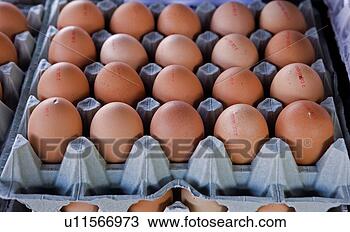 Stock Photo - egg, brown, eat, 
diemer, cook, 
eggs, aliment. 
fotosearch - search 
stock photos, 
pictures, images, 
and photo clipart