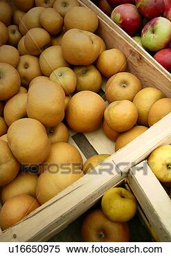 Stock Image - food, close, eat, 
drink, close-up, 
apple. fotosearch 
- search stock 
photos, pictures, 
images, and photo 
clipart