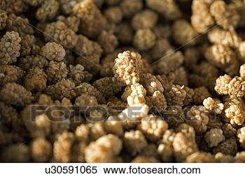 Stock Image - germany, berries, 
eat, diemer, brown, 
mannheim, aliment. 
fotosearch - search 
stock photos, 
pictures, images, 
and photo clipart