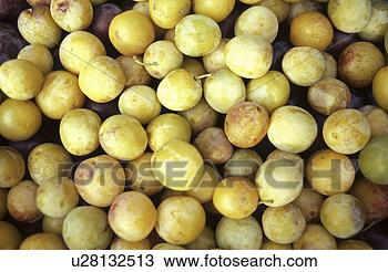 Stock Photo - germany, dobecki, 
garden, fruits, 
fruit, andreas. 
fotosearch - search 
stock photos, 
pictures, images, 
and photo clipart