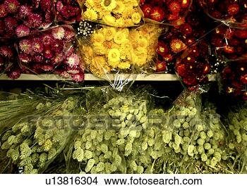 Stock Photo - geschaeft, abloom, 
bloom, blossom, 
close, close-up. 
fotosearch - search 
stock photos, 
pictures, images, 
and photo clipart