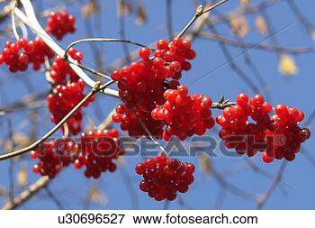Picture - baunm, berne, 
berries, berry 
tree, blue, blurred, 
branch. fotosearch 
- search stock 
photos, pictures, 
images, and photo 
clipart