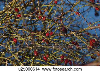 Stock Photo - grå¸n,  dogrose, 
 rose hip tea, 
 itching powder, 
 winter. fotosearch 
- search stock 
photos, pictures, 
images, and photo 
clipart