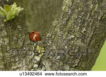 Stock Photo - glueckskaefer, 
glueckssymbol, 
animal, bark, 
beetle, berne, 
black. fotosearch 
- search stock 
photos, pictures, 
images, and photo 
clipart