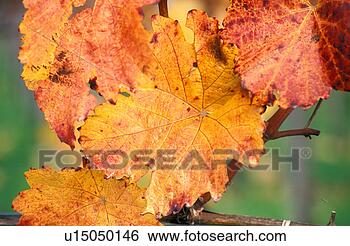 Stock Photo - common, autumn, 
colored, calf, 
autumn-like, cultivation, 
austria. fotosearch 
- search stock 
photos, pictures, 
images, and photo 
clipart