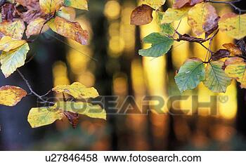 Stock Photo - herbstwald, austria, 
autumn, autumn-like, 
branch, branches, 
calf. fotosearch 
- search stock 
photos, pictures, 
images, and photo 
clipart