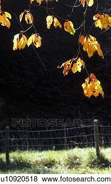 Stock Photo - weide, austria, 
autumn, autumn-like, 
back light, branch, 
calf. fotosearch 
- search stock 
photos, pictures, 
images, and photo 
clipart