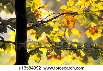 Stock Photo - calf, autumn, 
branches, branch, 
autumn-like, colorful, 
austria. fotosearch 
- search stock 
photos, pictures, 
images, and photo 
clipart