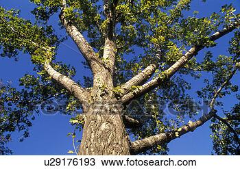 Stock Photo - deciduous tree, 
autumn, crown, 
calf, branch, 
force, austria. 
fotosearch - search 
stock photos, 
pictures, images, 
and photo clipart